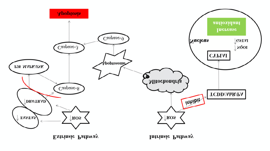 Figure 4: Possible pathways and targets of anti-cancer properties of camel milk. Camel milk regulates the apoptosis in cancer cells by using Extrinsic signalling to mediate Reactive Oxygen Species (ROS) production and mRNA expression of DR4. Further, the ROS and DR4 JNK activate and caspases to regulate the process of apoptosis. Camel milk also inhibits carcinogenesis via intrinsic pathways by down regulation of cytochrome P4501A1 and upregulation of NQQ1 and Glutathion S-Transferase (GSTA1), which provides protection against cancer. Modified after Khan, et al.