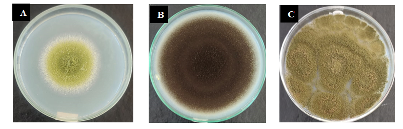 Figure 1: Colony morphology of Aspergillus species on PDA medium plates. A: Aspergillus flavus, B: Aspergillus niger, C: Aspergillus parasitiucus.