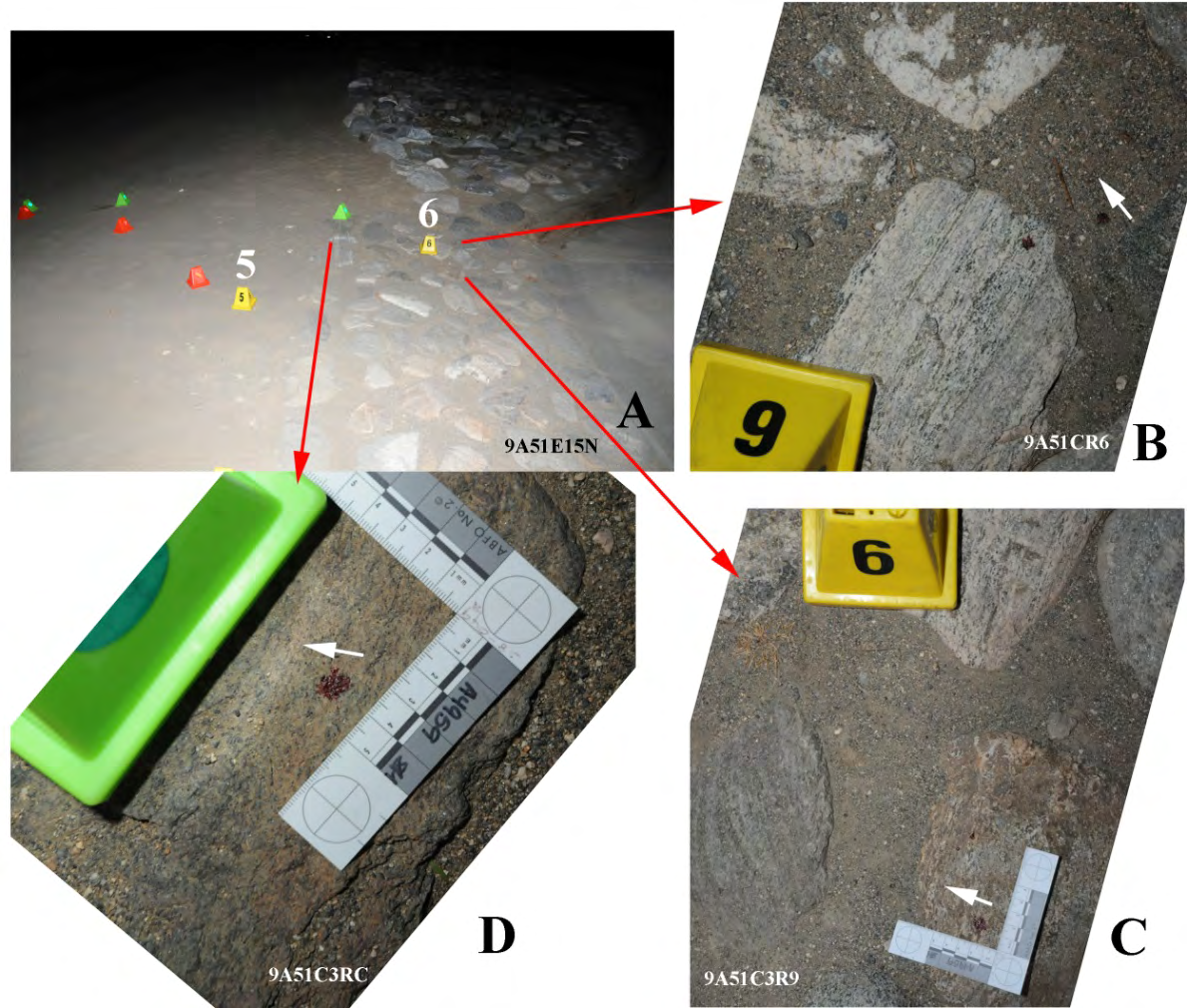 Figure 13: Adam Owen’s blood trail; the red placards mark Own’s shoe print trail; the green placards mark his bloodstain trail. A. the blood trails attributed to Adam Owen were deposited during Owen’s retreat from the shooting site; the image is looking west, with the concrete driveway on the right. B. Blood staining of rock and dirt; white arrow indicates the horizontal vector in which the blood drop traveled before hitting the rock. The bloodstains that show such directionality when deposited indicate the fatally wounded Owen was traveling south to the location where he collapsed (Figures 1 and 12C) on the south side of Begonia Road. C. As in B. D. As in B.