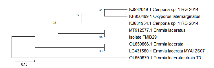 Figure 2: Ancestral relationship of Emmia FMIB29 (GenBank: MZ959067) with close relatives (internal transcribed spacer sequences).