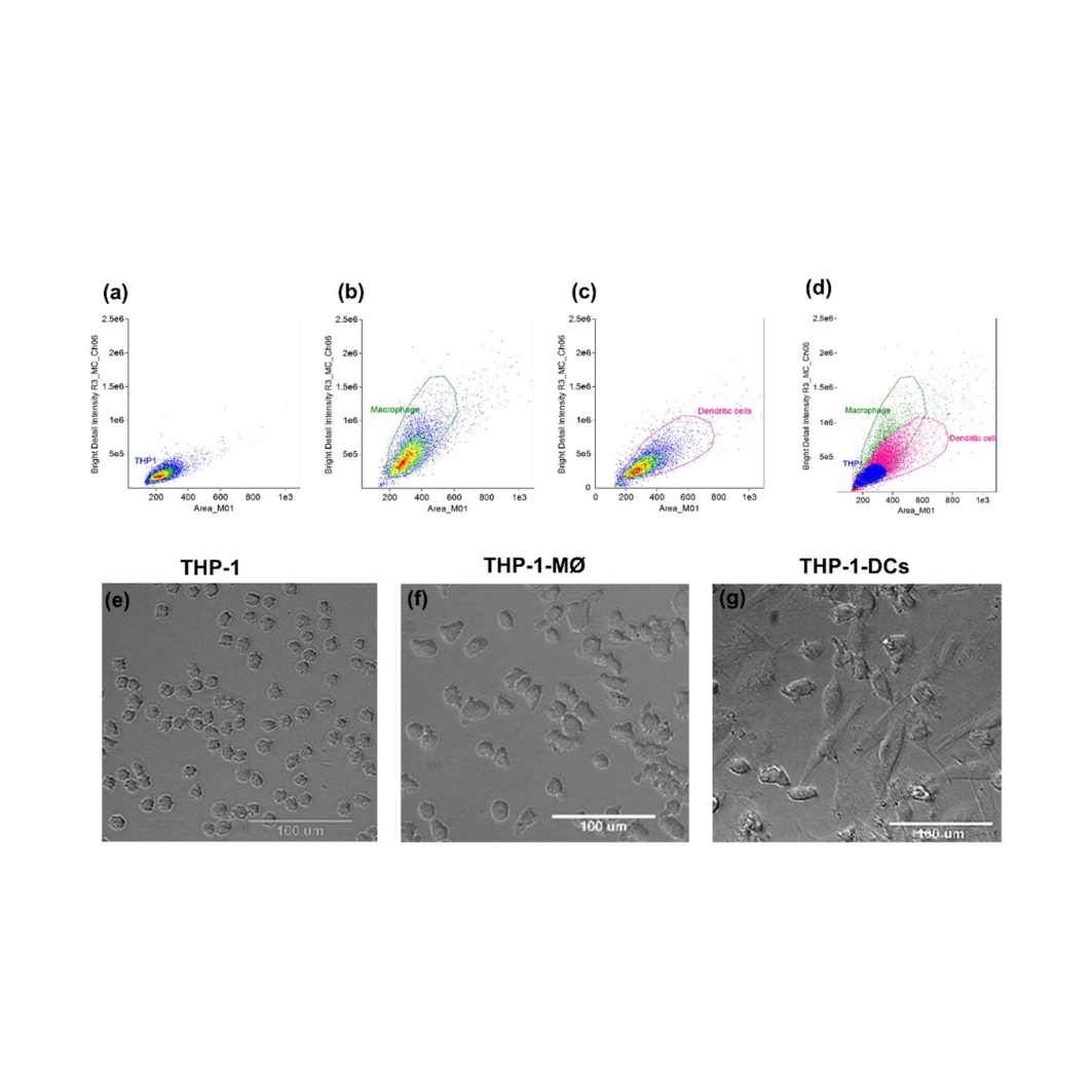 Figure 1: Population density of THP1 (a), THP-1-MØ (b), THP-1-DCs (c), and all cells together (d) by Image flow cytometry. Morphology of THP-1 cells (e), THP-1-MØ (f), and THP-1-DCs (g). Images were obtained by High Content Screening in confocal mode with 60X objective. Scale bar 100µm. MØ: macrophages; DCs: dendritic cells.