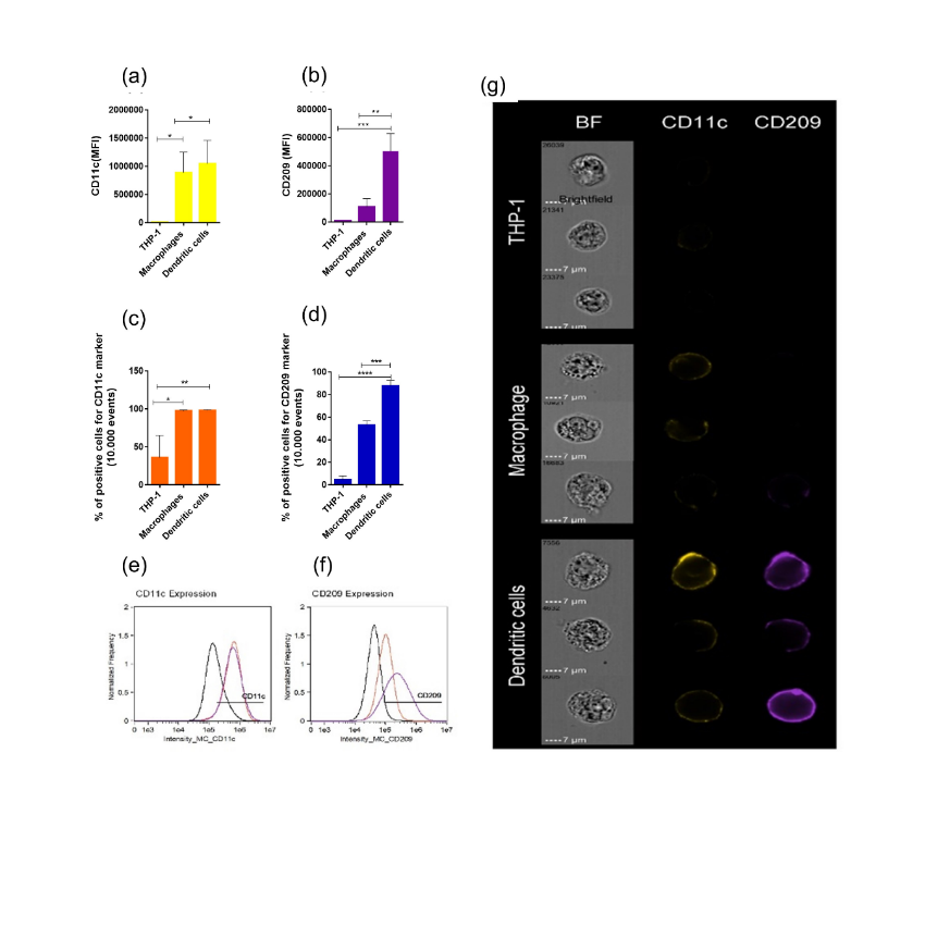 Figure 2: Immunophenotyping of THP-1 by image flow cytometry. Mean fluorescence intensity (MFI) of CD11c (a) and CD209 (b). Percentage of positive cells for CD11c (c) and CD209 (d). Flow cytometry histogram of CD11c (e) and CD209 (f) expression in THP-1 (black), THP-1-MØ (red), and THP-1-DCs (purple). Representative image of flow cytometry CD11c (yellow) and CD209 (purple) (g). All data are representative of three independent experiments. *p<0.05; **p<0.01; ***p<0.001 as determined using One-way analysis of variance followed by nonparametric Mann–Whitney U-test as a post-hoc test. MØ: macrophages; DCs: dendritic cells.