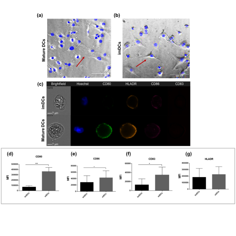 Figure 3: THP-1-DCs express costimulatory markers and specific morphology. Morphological shape of mDCs (a) and imDCs (b). Representative image of Amnis image flow cytometry of nucleus (Hoescht), CD80 (green), HLA-DR (orange), CD86 (pink), and CD83 (red) (c). Mean fluorescence intensity (MFI) of CD80 (d), CD86 (e), CD83 (f), and HLA-DR (g). All data are representative of at least six independent experiments. **p<0.01 ***p<0.001 as determined by One-way analysis of variance followed by nonparametric Mann–Whitney U-test as a post-hoc test. DCs: dendritic cells; mDCs: mature dendritic cells; imDCs: immature dendritic cells.