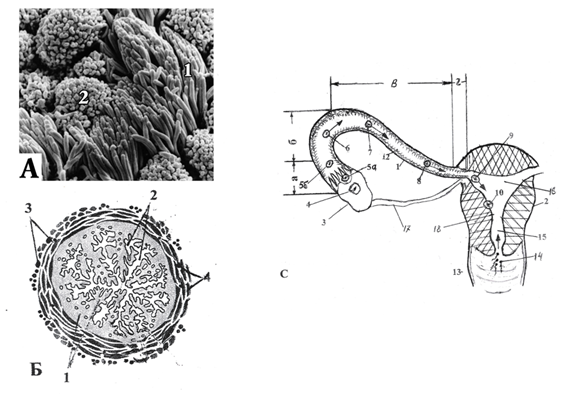 Figure 2: A: Scanning Electron Microscopy of the Mucous Membrane of Fallopian Tube; B: And their Cross-Sectional Diagrams; C; And Functional and Structural Features.