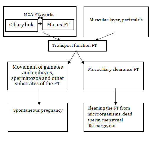 Figure 3: Transport Function of the Fallopian Tubes, Structure, Mechanisms and Role in the Female Reproductive System. FT: Fallopian Tubes; MCA: Mucociliary Apparatus.