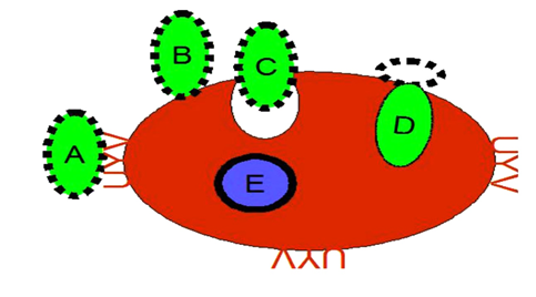 Figure 2: Erythrocyte invasion by Plasmodium merozoite. A- Merozoite attachment. B- Merozoite reorientation and junction formation. C- Parasitophorous vacuole formation and invasion. D- Pinching off the junction and shedding of surface coat. E- Ring stage.