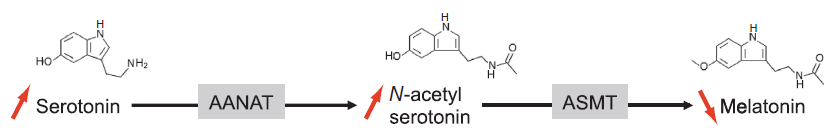 Figure 1: Chemical Structure of the Melatonin. At a metabolic level, NAS is an inhibitor of tetrahydrobiopterin synthesis, a cofactor of several pathways such as nitric oxide formation and tyrosine/bioamine synthesis. Thus, in addition to the possible consequences of alterations of serotonin and melatonin, NAS accumulation may have implications for the pathophysiology of autism [112-114]. ASMT is also an excellent candidate for susceptibility to ASD because it encodes the last enzyme in the melatonin biosynthesis pathway [115]. Melatonin has been reported to have many actions in humans, including effects on sleep, regulation of circadian rhythm, oxidation of free radicals, augmentation of immune responses, and inhibition of reproductive processes, as well as antiaging properties [116,117]. Autistic disorder is signalized by communication and social interaction impairments associated with repetitive interests and behaviors, improvement of communication, social withdrawal, stereotyped behaviors and rigidity or anxiety was reported in children with autism using melatonin [118- 121]. Although melatonin is best known for its role as a key regulator of the circadian rhythm, it is also a potent antioxidant, has anti-inflammatory properties, is involved in the immune response, and helps regulate synaptic plasticity [105]. It have shown that blood melatonin and nocturnal excretion of 6-sulphatoxymelatonin (6-SM), the predominant metabolite of melatonin, are reduced in children with autism [122], due to genetic abnormalities influencing the enzyme necessary for the production of melatonin. **Dopamine in Autism:** Dopamine (DA) is a catecholamine that is synthesized from the dietary amino acid tyrosine. Once ingested, tyrosine is hydroxylated (by tyrosine hydroxylase) into L-dihydroxyphenylalanine (L-DOPA). This is the rate-limiting step of the synthesis of dopamine. L-DOPA is then converted to dopamine via the enzyme DOPA decarboxylase [123]. In general, the dopaminergic system is thought to affect a wide range of behaviors and functions, including cognition, motor function, brain- stimulation reward mechanisms, eating and drinking behaviors, sexual behavior, neuroendocrine regulation, and selective attention [124]. Dysfunction in dopaminergic signaling may be an underlying cause of autism [125]. The dopamine (DA) transporter (DAT) plays a critical role in regulating the strength of dopaminergic tone by clearing extracellular DA [126]. The neurobiology of repetitive and stereotyped behaviors is only partially understood but the basal ganglia—frontal lobe circuitry plays an important role [127]. Part of this circuitry is regulated by the dopamine system, which may explain the high prevalence of motor rigidity and cognitive rigidity in ASD. It has been reported that dopamine is increased in frontal cortex (FC) [128]. Hyper activation of the DA system in people with autism has been suggested by several clinical reports [129]. Maternal stress and its resulting increase in corticosteroid levels elevates DA activity and is a major risk factor for numerous neuro developmental disorders, including autism [130,131]. Three sets of findings comprise the main evidence that over-activation of DA systems represents the most characteristic brain dysfunction in autism. They are: (1) the link between hyperdopaminergic activity and the various behaviors characteristic of at least high-functioning autism; (2) the relation between autistic deficits and right-hemispheric dysfunction; and (3) pharmacological evidence, including assays of DA activity and efficacy of anti-DA treatments [132]. An autistic patient is a characterized by impairments in communication and social interaction as well as patterns of restrictive, repetitive interests and behaviors during early childhood. All of these disturbances can be traced, in varying degrees, to DA over-activation. Use of medications during pregnancy was identified byas being one of the prenatal factors most frequently related with autism. DA is highly vulnerable to a variety of direct and indirect prenatal influences, and the prenatal-DA link in autism is precisely accentuate by the finding that mothers of autistic children are twice as likely to have two missing alleles for the dopamine-beta- hydroxylase (DBH) enzyme, thereby dominant to chronically high maternal DA levels because of the failure to follower DA to NE by means of the DBH enzyme [133,134]. **Glutamate in Autism** Glutamate is the most prominent excitatory neurotransmitter. Glutamate modulates synaptic plasticity, vital to memory, learning and regulation, and modulates gene expression. Overstimulation of glutamate receptors leads to excitotoxicity, creating oxidative stress, mitochondrial damage and ultimately may play a role in neurodegeneration [135]. Glutamate receptors are divided into metabotropic and ionotropic receptors are further classified into the following three families: N- methyl-D-aspartate (NMDA), α-amino-3-hydroxy-5- methyl-4-isoxazolepropionic acid (AMPA), and Kainate. Several researchers have postulated that glutamate dysfunction may play a role in autism [136]. It was suggested that hyperglutamatergia in the brain is involved in the pathophysiology of autism. Levels of GAD 65 kDa and GAD 67 kDa proteins, both of which are involved in converting glutamate to GABA, are reduced in the brains of individuals with autism, resulting in increased levels of glutamate in the brain substrate [137]. According to previous studies, in autism the involvement of glutamate levels in four brain regions which are bilateral anterior cingulate, left striatum, left cerebral hemisphere, and left frontal lobe. As cerebellum is involved in several processes that include cognitive, affective and sensory functions in addition to motor tasks. Attention related cerebellar function is usually reduced in autistic individuals [138]. Another study relates anterior cingulate dysfunction to deficits in joint attention and social orienting in autism [139], and different parts of the striatum may participate in different types of memories [140]. In addition, the frontal lobe is central to many functions that are associated with autism, such as language and executive functions such as working memory, inhibition, planning, organizing, set-shifting, and cognitive flexibility [141]. An excess of extra neuronal glutamate can interfere with neuronal migration patterns, differentiation and synaptic development, resulting in varying degrees of abnormal brain architecture and hence differing severities of autistic features [142]. The increased probability of epilepsy in patients with autism suggests enhanced glutamatergic signaling with positive correlation between plasma levels of glutamate and the severity of autism and increased expression of mRNAs encoding the AMPA 1 receptor in the cerebellum of autistic patients [143,144]. The mRNA levels of genes, including excitatory amino acid transporter 1 (EAAT 1) and AMPA-type glutamate receptor, are significantly increased in the brain of autism, suggesting abnormalities of glutamatergic neurotransmission in the pathogenesis of this disorder [145]. Activation of ionotropic glutamate receptor, AMPA, kainite and NMDA opens ion channels for sodium ions and Ca2+. Overstimulation of NMDA receptors is one of the mechanisms for Ca2+ overload in neurons and glutamate neurotoxicity [146,147]. Excessive activation of the NMDA receptors increase intracellular Ca2++ concentrations, triggering a series of cell signaling systems, which can cause an increase in cellular ROS, RNS, and LPP, and activate the inflammatory prostaglandin reactions. By increasing the activity of inducible nitric oxide (NO) synthetase, glutamate increases intracellular NO, which in the presence of increased levels of superoxide can generate high levels of peroxynitrite. Peroxynitrite is very toxic to mitochondria energy- producing enzymes. Reducing cellular energy production has been shown to greatly magnify excitotoxicity to a degree where even physiological levels of glutamate can become excitotoxic [148]. **Gaba in Autism** Gama amino butyric acid acts as an inhibitory neurotransmitter, during the perinatal period it depolarizes targeted cells and triggers calcium influx. GABA-mediated calcium signalling regulates a number of important developmental processes which include, cell proliferation, differentiation, synapse maturation, and cell death [149]. A dysfunction of the GABAergic signaling early in development leads to a severe excitatory/inhibitory (E/I) imbalance in neuronal circuits, a condition that may account for some of the behavioral deficits observed in patients with autism [150]. There is abundant evidence of GABAergic dysfunction in autism including: (1) Gene association studies with linkage to a number of genes for GABAergic signaling molecules with increased risk of autism; (2) Reduction of GABA binding sites; (3) Reduced expression of glutamic acid decarboxylase (GAD) 65 and 67 kDa proteins and Mrna which are responsible for the conversion of glutamate to GABA; and (4) Altered expression of GABAA and GABAB receptor subunits in brains of subjects with autism [151-
