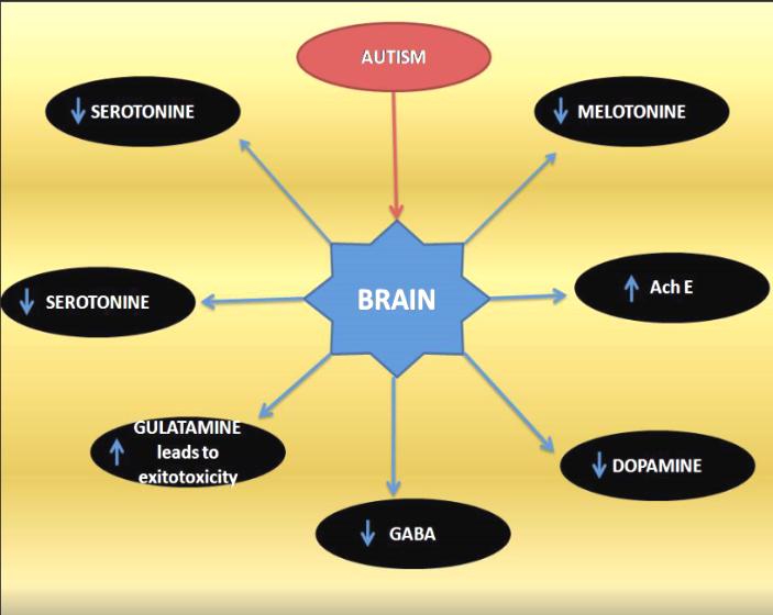Figure 2: Neurotransmitters in Autism. The level GABA, glutamate/GABA and glutamine/glutamate ratios are significantly lower in patients with autism compared to normal controls, thus suggesting a possible abnormality in the regulation between GABA and glutamate that might lead to excitotoxicity [162,163]. Acetylcholine and Cholinergic Receptors: Acetylcholine (ACh) is implicated in various neurological processes such as plasticity, cognition, memory, release of other neurotransmitters and so on, especially in the central nervous system [164,165]. The receptor binding (M1) and nicotinic receptors subunits are low in autistic subjects, which indicate a specific abnormality in cholinoceptive function, since the M1 receptor is located post synaptically. The binding abnormality reflected a low number of receptors. This could be related to epilepsy, which occurs in up to 40% of autistic children [166]. Along with, decreased choline peak was observed in the gray matter and temporal lobe of autistic patients. All of these studies implicate that ASD patients may have dysregulated cholinergic system in the brain [167].