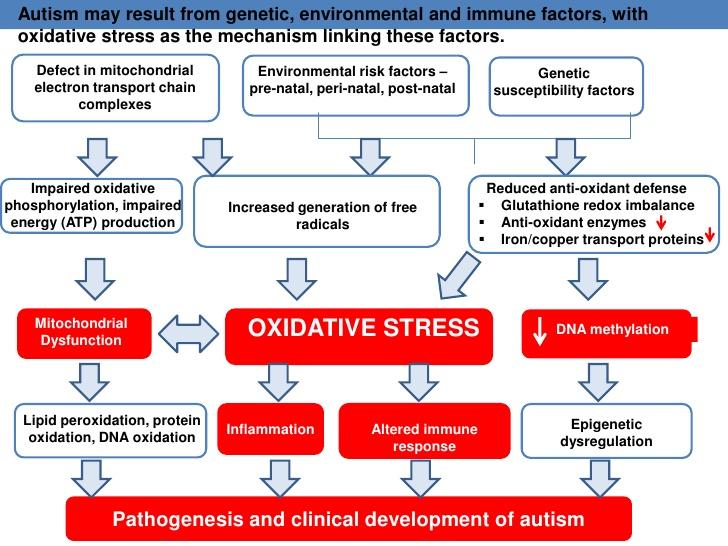 Figure 3: Role of oxidative stress in Autism. The brain makes up about 2% of body mass but consumes 20% of metabolic oxygen. The oxidative stress in autism could result from (1) the exposure to high levels of environmental pro-oxidants such as pesticides or mercury (Hg), (2) the inability to metabolize and clear toxicants such as heavy metals from the system, (3) decreased internal antioxidant defense mechanisms, or (4) increased sensitivity to oxidative stress [202-211]. The hypothesis that reactive oxygen species (ROS) play an important role in autism as well as other psychiatric disorders remains speculative and there have been studies to test this hypothesis [212]. ROS including superoxide anion radical (O2 ), hydroxyl radical (SOH), hydrogen peroxide (H2O2), singlet oxygen (1O2) and nitric oxide (NOS) may lead to cellular injury when they are generated extremely or the antioxidant defense systems are destructed [213]. It was reported that lipid per-oxidation is increased in the plasma of children with autism as compared to their developmentally normal, non-autistic subjects. Malonyldialdehyde (MDA) is an end product of peroxidation of polyunsaturated fatty acids and related esters, and is, therefore, used as a marker of lipid peroxidation [214]. Methylation has an important role in the synthesis of myelin basic protein, an essential component that confers compactness to myelin. This is a critical step because the correct synthesis and assembling of myelin are fundamental in the development of the central nervous system [215]. In addition, decreased DNA methylation increases expression of genes under the negative influence of methylation, disrupting epigenetic silencing of chromosomal regions linked to autism and leading to developmental delay, deficit in attention, and neuronal synchronization, which are typical hallmarks of autism [216]. Several lines of evidence have demonstrated that patients with autism show the decreased levels of main scavenger enzymes, such as superoxide dismutase (SOD), catalase (CAT) and glutathione peroxidase (GSH-Px), in serum. In addition, oxidative stress levels in the cortex and the cerebellar vermis are also elevated. A proposal has been made that an elevation of oxidative stress in parts of the brain can impair or disturb brain development resulting in the clinical manifestation of autism [14].