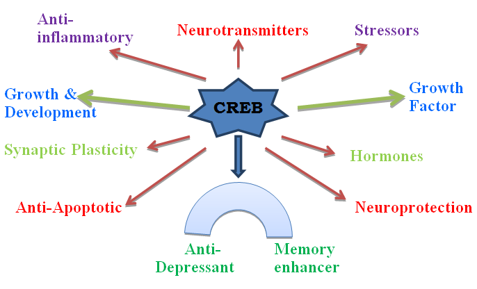 Figure 6: Role of CREB in neuronal functioning. The whole information which is given above cAMP well implicated in cognitive functioning and the levels of this cyclic neucleotide can be raised through selective activation on enzyme AC [301]. There is least availability of selective activation of AC and among these; so far only limited reports suggest beneficial effects of FSK in various _in-vitro& in-vivo_ preclinical studies.
