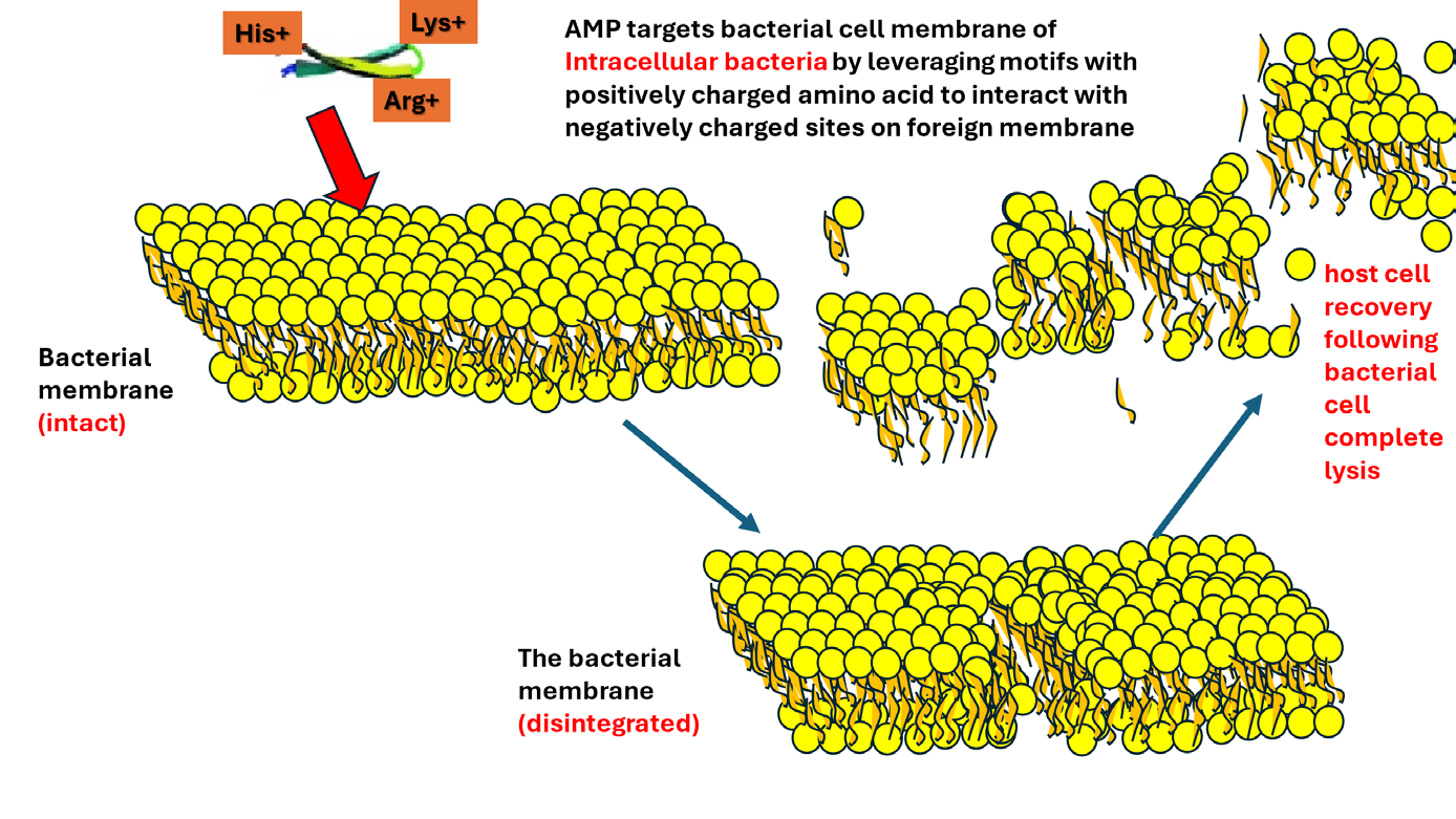 Figure 1: Due to cationic amino acids ˗ bacterial phospholipids interaction, AMPs induce intracellular bacterial cells lysis.