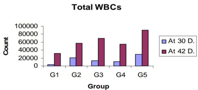Figure 2: Total WBCs count among different groups at 30 and 42 days of age.