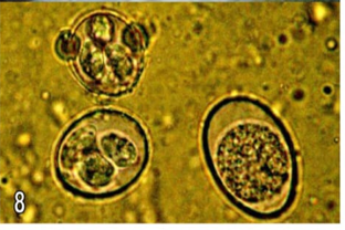 Figure 8: Faecal smear showing multiple oocysts and sporocysts from control chicks of group (5) at 36th day (X100).