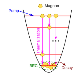 Figure 12: Schematic diagram showing the creation of the magnon BEC. In a typical scheme, quanta of spin-wave excitations (magnons) are pumped into a high energy level (band) by a radio frequency pulse or parametric pumping so that the magnons then thermalize with time constant sE, falling to the ground level (band). Note that the Magnon decay from the ground state is characterized by the decay time sN. Under sufficiently strong pumping or if the magnon decay time is much longer than the thermalization time, sN sE, a macroscopic number of magnons occupy the ground state of the system, forming a BEC (adopted from Makinen et al 2024 [19] and for details see the text of the ref. [19]).