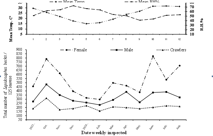 Figure 5: Population density of total Dialeurodes citri on Balady orange trees during 2022/2023 seasons.