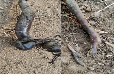 Figure 10: Violet root rot disease of Tea.