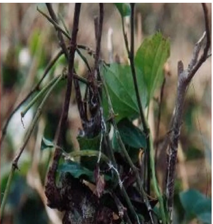 Figure 3: Thread Blight of Tea.
