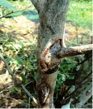 Figure 4: Pink disease of Tea.