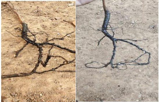 Figure 5: Black root rot disease of Tea.