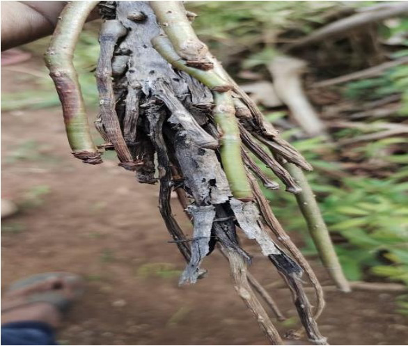Figure 8: Charcoal stump root rot disease of Tea.