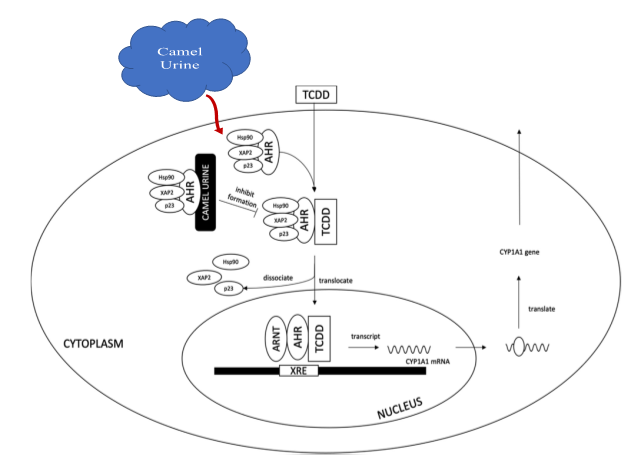 Figure 1: Modulation of CYP1A1 catalytic activity by camel urine. Modified after Salamt, et al. [40].
