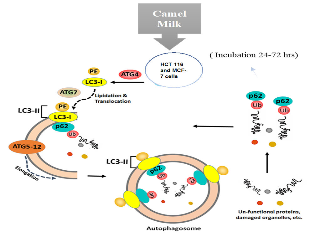 Figure 3: Autophagic Flux and formation of Autophagosomes after treatment of cancer cells with camel milk, emphasizes the role of various proteins involved. Microtubule-associated protein 1 light chain 3 (LC3) precursors are form LC3-I and further lipidated by phosphatidyl ethanolamine (PE) to form active LC3-II, which is then localizes onto the double membrane vesicles that form the nascent autophagosomes. The autophagy proteins such as ATG5 and ATG12 form a complex ATG5-12), which then gets attached onto the double membrane vesicles. These further mediate and elongation process leading to the autophagosome formation. The p1protein p62 (sequestosome 1) co-localizes with the ubiquitinated proteins (Ub, fated to be degraded) gets sequestered into the double membrane vesicles and subsequently gets engulfed into the autophagosomes destined for degradation. Adopted from Krishnankutty R, et al. [61].