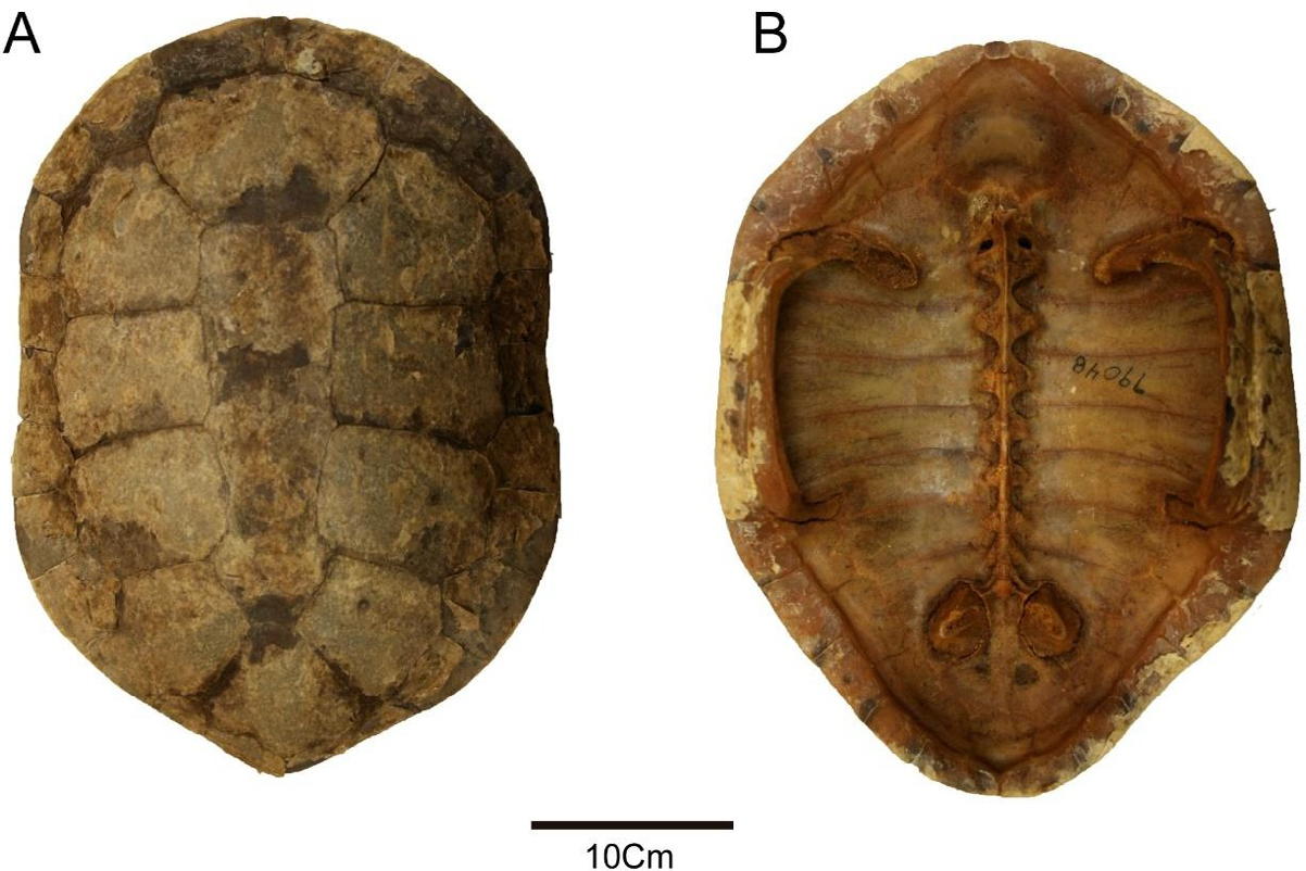 Figure 2: Photographs of Phrynops geoffroanus (AMNH 79048). (A) dorsal and (B) visceral views of the carapace.
