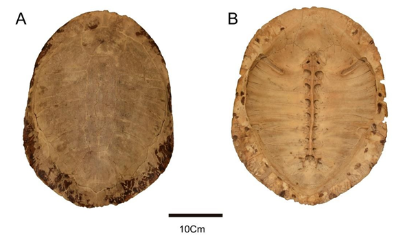 Figure 3: Photographs of Phrynops hilarii (MHNSR-Z-1550). (A) dorsal and (B) visceral views of the carapace.