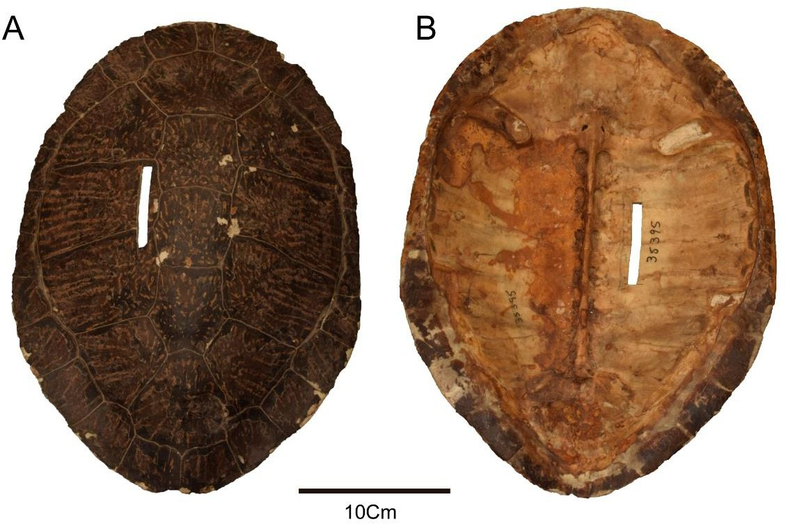 Figure 4: Photographs of Phrynops williamsi (MACN-H-38395). (A) dorsal and (B) visceral views of the carapace.