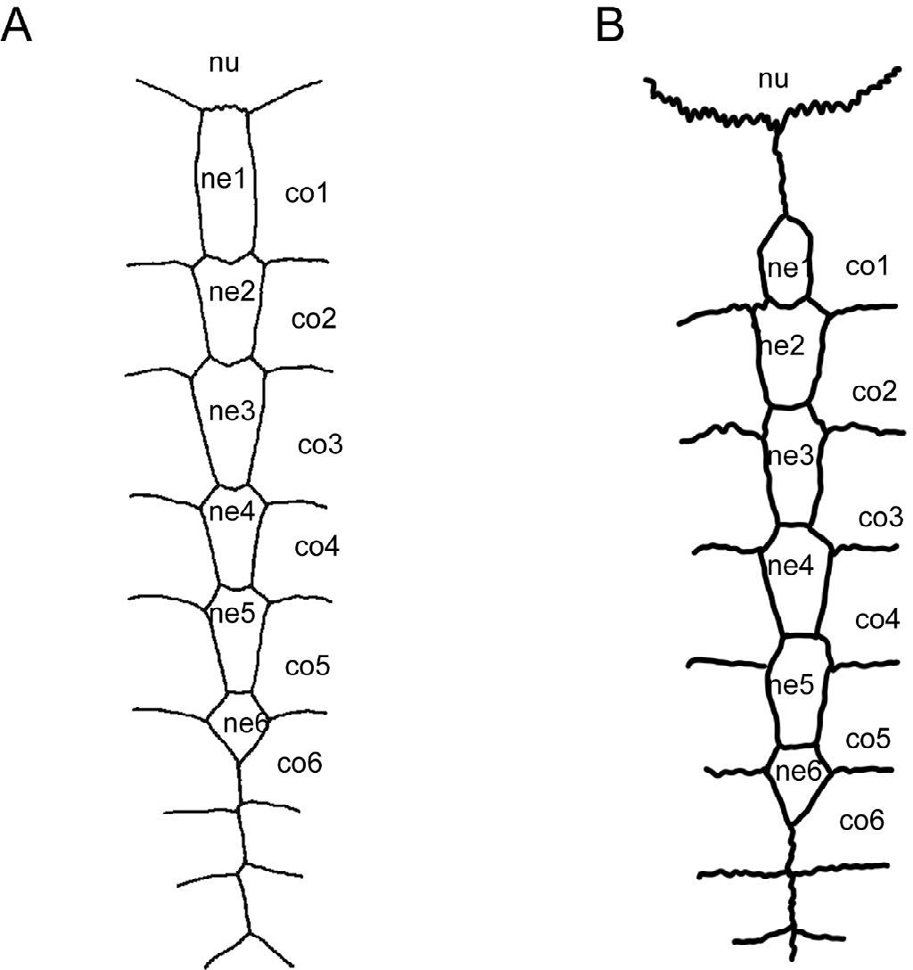 Figure 5: Schematic drawing of intraspecific variation in nuchal-neural 1 contact in different specimens of Phrynops williamsi (NHMUK 84-2-5-1) redrawing from Rhodin, et al. [64] (Figure 6) and (MACN 35395) redrawing from Cabrera [92] (Figure 4).