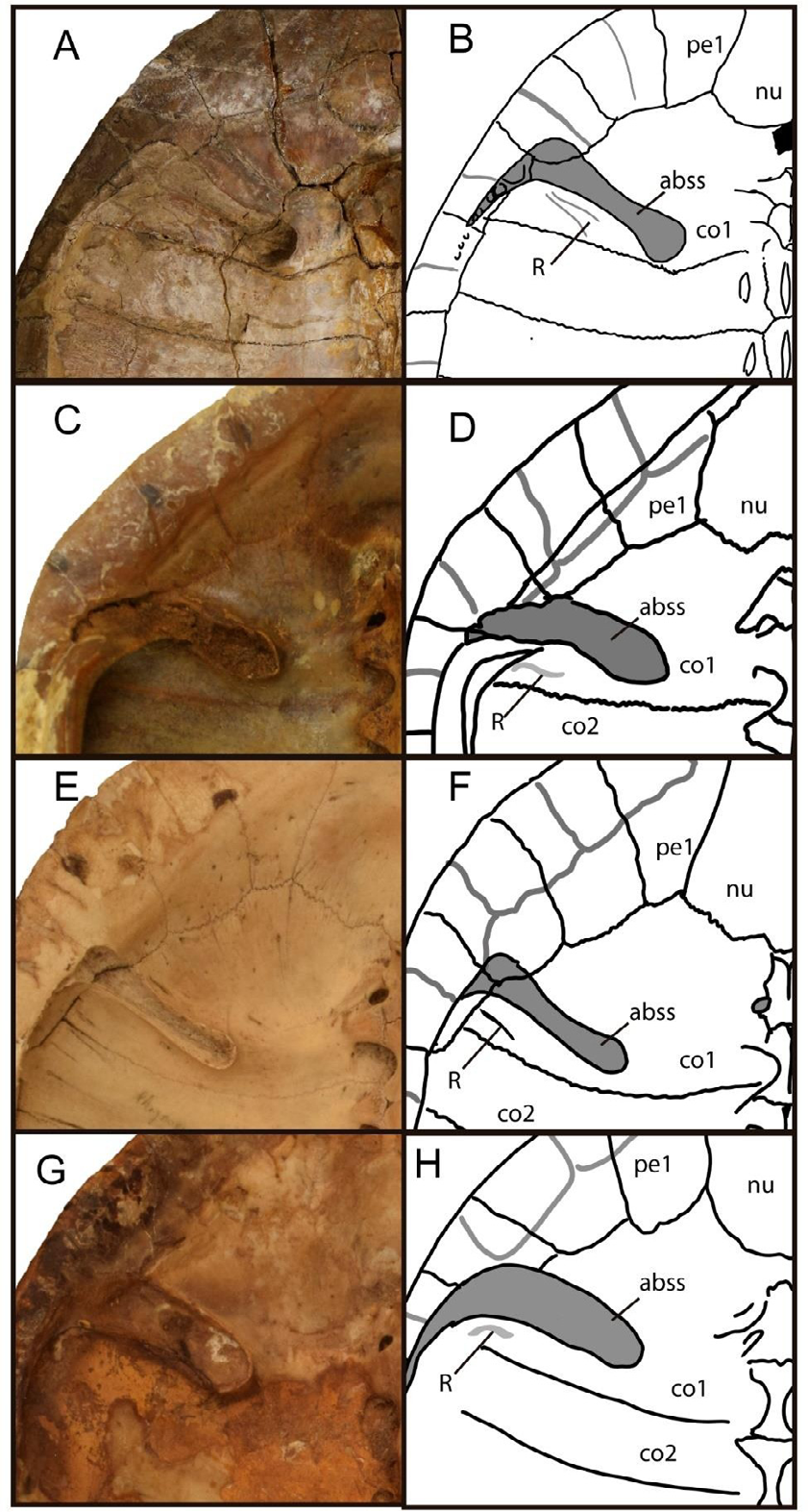 Figure 6: Photographs and drawings of visceral views of the anterior carapace in Phrynops spp., showing the anterior bridge carapace scar (abss) design and the angular relationships between it and the rib/ gomphosis (R) (A-B) Phrynops paranensis (YPM 1565), (C-D) P. geoffroanus (AMNH 79048), (E-F) P. hilarii (MHNSR-Z 1550), and (G-H) P. williamsi (MACN-H-38395).