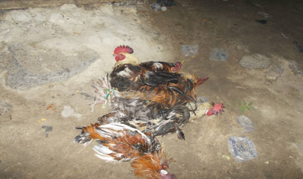 Figure 2: Apparently healthy and sick cocks tied together and laid down on unhygienic ground in live bird market, Maiduguri.