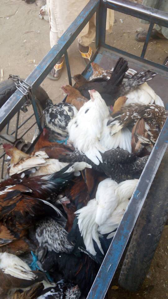 Figure 4: Poultry seller hawking butch of village chickens under the sun in live bird market, Maiduguri