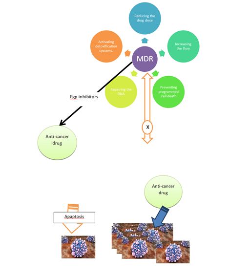 Figure 1: MDR Effect on Anticancer Drug.