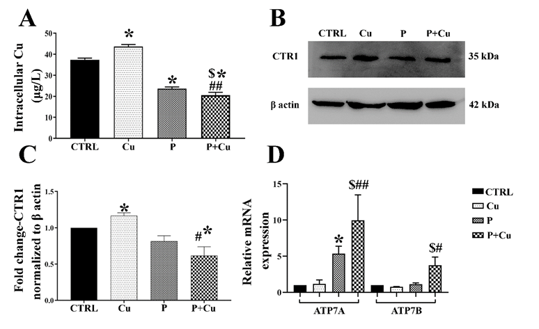 Figure 2: Copper transport chaperones: (A) Intracellular copper concentration measured using AAS; (B) CTR1 western blot in the treatment conditions; (C) CTR1 densitogram of western blot normalized to β actin; (D) Transcript levels of efflux chaperones ATP7A and 7B; * p < 0.05; when compared to control. # p < 0.05; ## p < 0.01; when compared Cu. $ p < 0.05; when compared to penicillamine