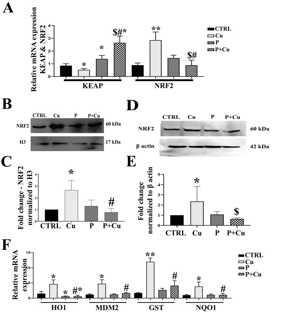 Figure 3: NRF2 activation and its downstream molecules: (A) Transcript levels of KEAP1 and NRF2; (B) NRF2 western blot showing nuclear fractionation; (C) NRF2 densitogram normalized to H3; (D) Western blotting for total protein lysate; (E) NRF2 densitogram normalized to β actin; (F) Transcript levels of downstream targets of NRF2; * p < 0.05; ** p < 0.01; when compared to control. # p < 0.05; ## p < 0.01; when compared Cu. $ p < 0.05; when compared to penicillamine.