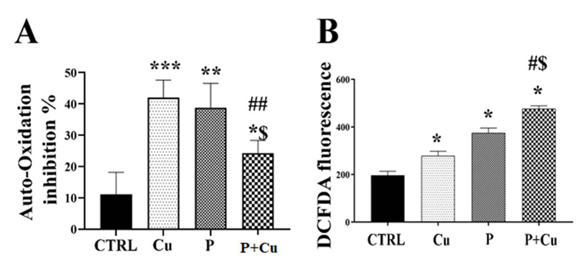 Figure 4: SOD activity and intracellular ROS: (A) SOD activity measured as inhibition of auto-oxidation of epinephrine; (B) Intracellular ROS measured using DCFDA fluorescence assay; * p < 0.05; when compared to control. # p < 0.05; when compared Cu. $ p < 0.05; when compared to penicillamine.