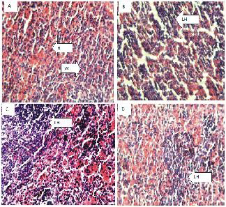 Figure 5: Figure of the Stomach (Hematoxylin and eosin. H and E ×100).