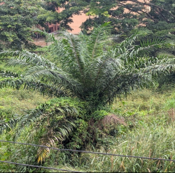 Figure 1: Habit of Elaeis guineensis and Cocos nucifera.