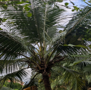 Figure 2: Twigs of _Elaeis guineensis_ and _Cocos nucifera_.