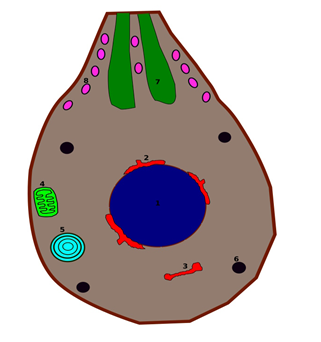 Figure 1: The Plasmodium merozoite. 1-Nucleus. 2- Endoplasmic reticulum. 3- Golgi apparatus. 4- Mitochondria. 5- Apicoplast. 6- Denses granules. 7- Rhoptry. 8- Microneme.