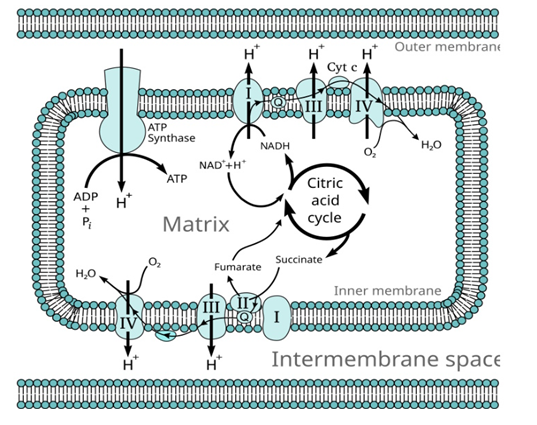 Figure 2: Mitchondrial electron transport chain. This image is licensed under creative commons attribution.