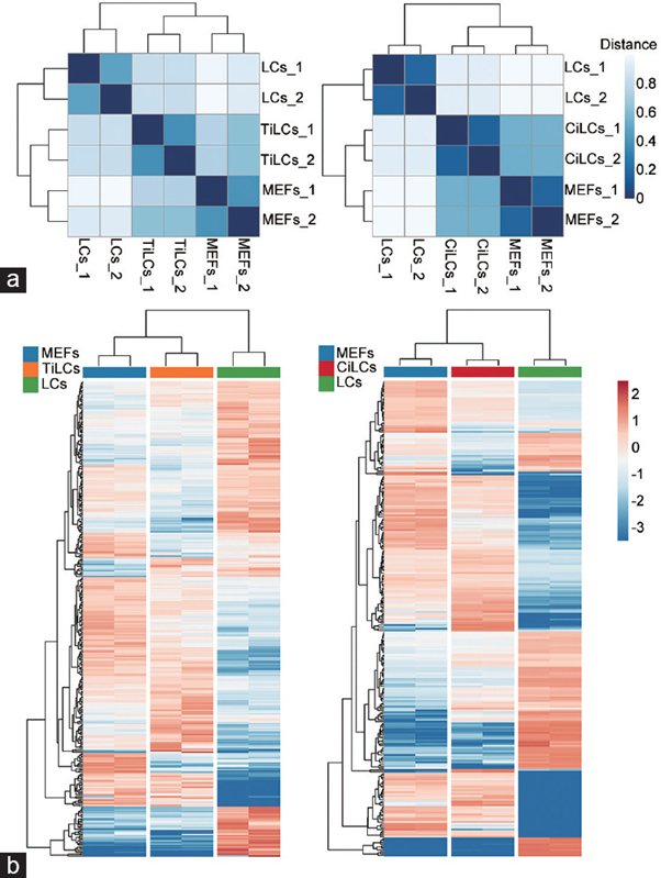 Figure 5: Courtesy reference no-125-The similarity analysis of gene expression profiles and transcription factors between MEFs, Leydig-like cells, and LCs. (a) The similarity (Jaccard distance) of global gene expression profiles. The expression data of samples were extracted from 2 datasets GSE87020 and GSE145797 deposited in public databases. The data were log- transformed normalized and computed. The color difference of the distance represents the degree of similarity in expression profiles. The darker color means a higher similarity between samples. Left: comparisons among MEFs, LCs and TiLCs. Right: comparisons among MEFs, LCs and CiLCs. (b) Hierarchical clustering analysis of differentially expressed TFs. A total of 353 differentially expressed TFs among MEFs, LCs and Leydig-like cells were identified (fold change >1.5 and P < 0.05). The expression level of each transcriptional factor was normalized based on a global z-score transformation. The hierarchical tree on the left and on the top of the heatmap represents the clustering of TFs and the samples, respectively. Each column shows 2 cell replicates, and the color scales range from dark red to bright blue, corresponding to the up- or downregulation of TF expression, respectively. Left: comparisons among MEFs, LCs, and TiLCs. Right: comparisons among MEFs, LCs, and CiLCs. MEFs: mouse embryonic fibroblasts; TiLCs: transcription factor-based induced Leydig-like cells; CiLCs: compound-based induced Leydig-like cells; LCs: Leydig cells; TF: transcription factor.