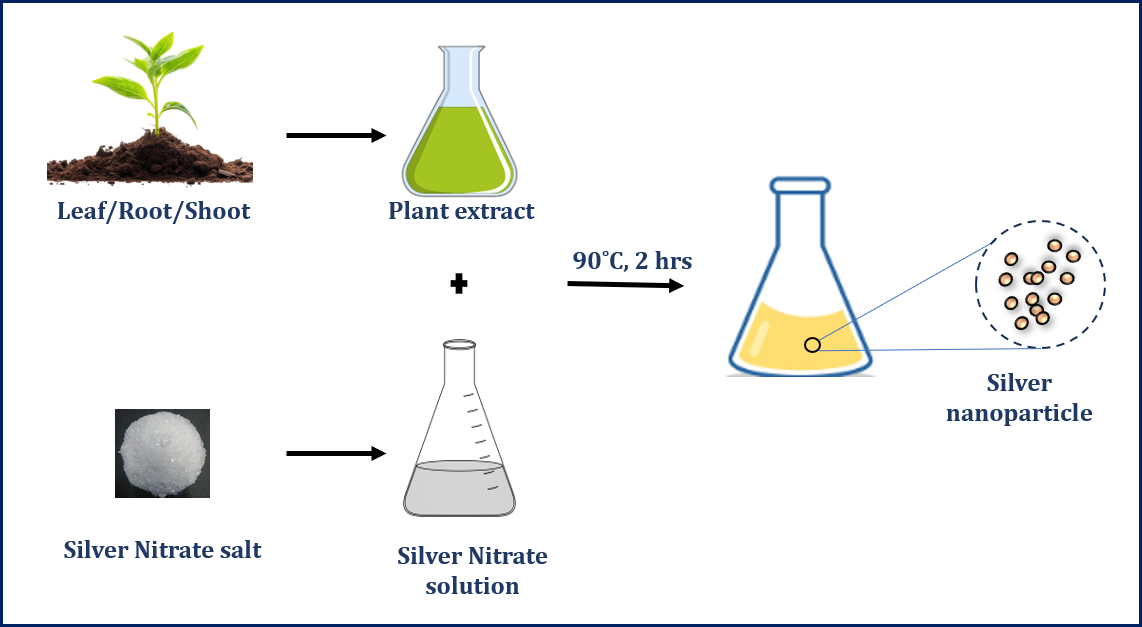 Figure 2: Green Synthesis of Silver Nanoparticles by Plant Extract and Agno3 (Reproduced from Pal G, et al. [31].