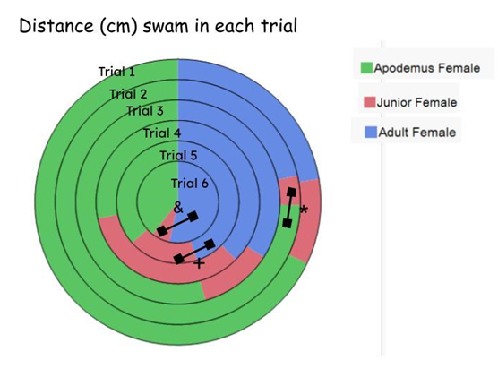 Figure 6: Graph showing differences in distance swam, during the six trials, for the three experimental groups. It is noticeable that the Apodemus sylvaticus (AS, green color) made a bigger distance, followed by the adult MM (blue color) and the junior MM (red color) groups. Contrary to expected, they were not tired after the exercise, but were able to dive and jump, having complete control on their own breathing after such a long distance swim. Statistical significance was found in trial 2 (Apodemus vs Junior) and in trials 5 and 6 (Adult vs Junior). * p < 0.013 in trial 2; + p < 0.037 in trial 5; & p < 0.033 in trial 6.