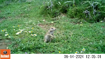 Figure 2: Offspring _S. xanthoprymnus_ in front of burrow between _Astragalus_ sp.