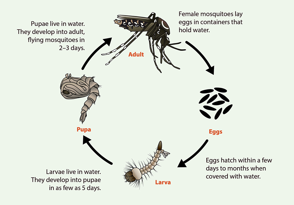 Figure 1: The life cycle of mosquitoes of the Culicidae family.