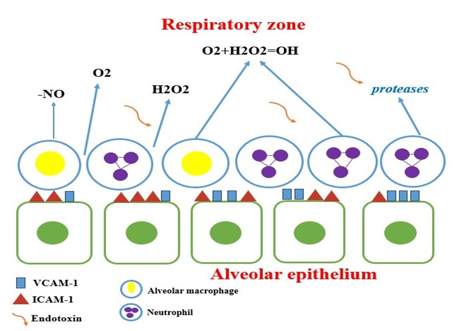 Figure 2: Scheme of the interaction of neutrophils, alveolar macrophages, endothelial cells from bacterial endotoxin.