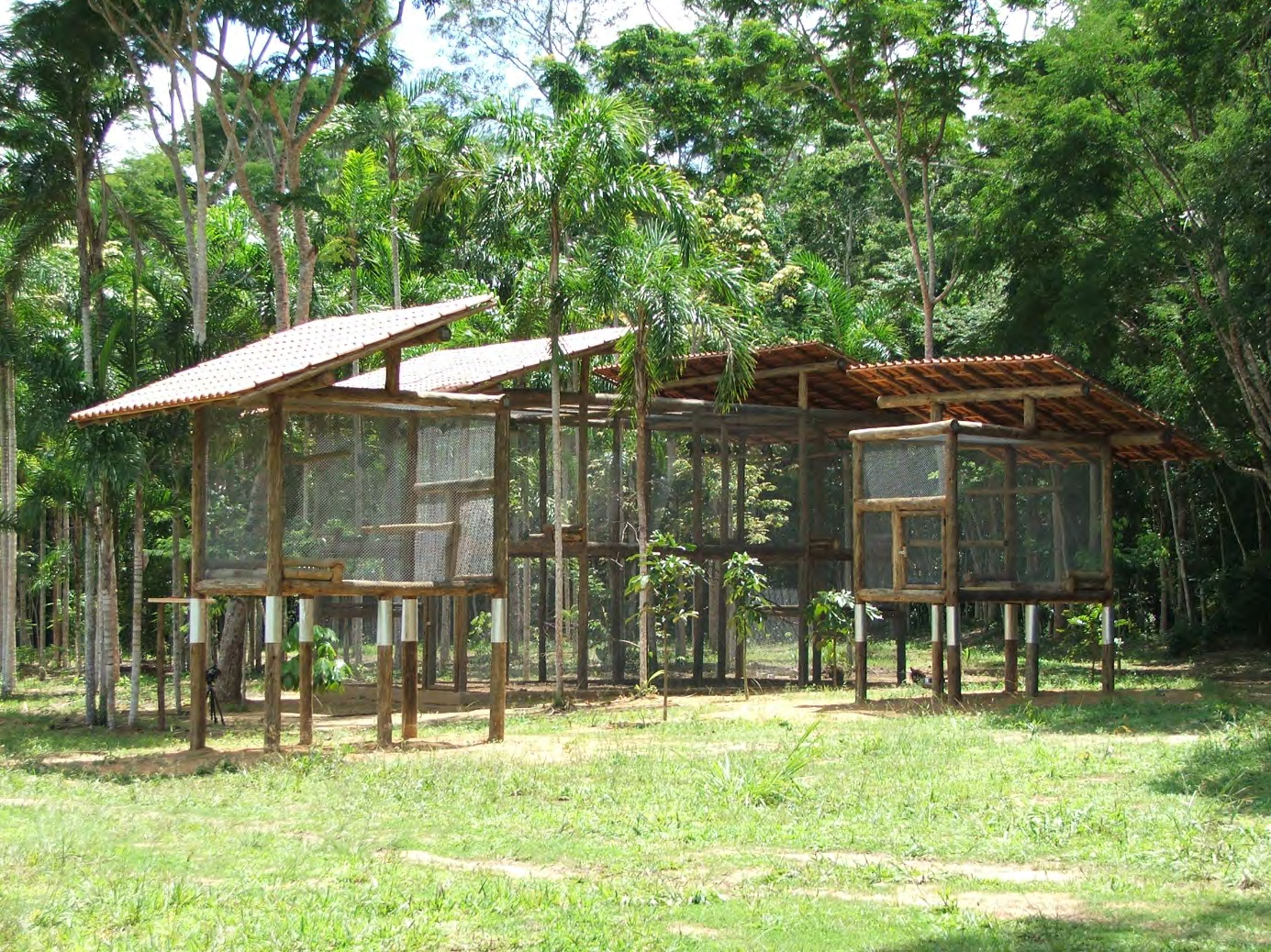 Figure 1: The pre-release acclimatization enclosure (in the background) and the two smaller support enclosures (in the foreground), constructed in Vale Natural Reserve, southeastern Brazil [Photo credit: Ana Carolina Srbek-Araujo].