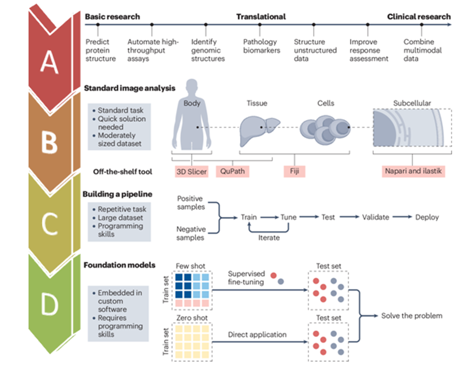 Figure 3: AI in Cancer Research.